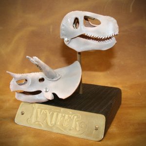 Crânes de dinosaures miniatures