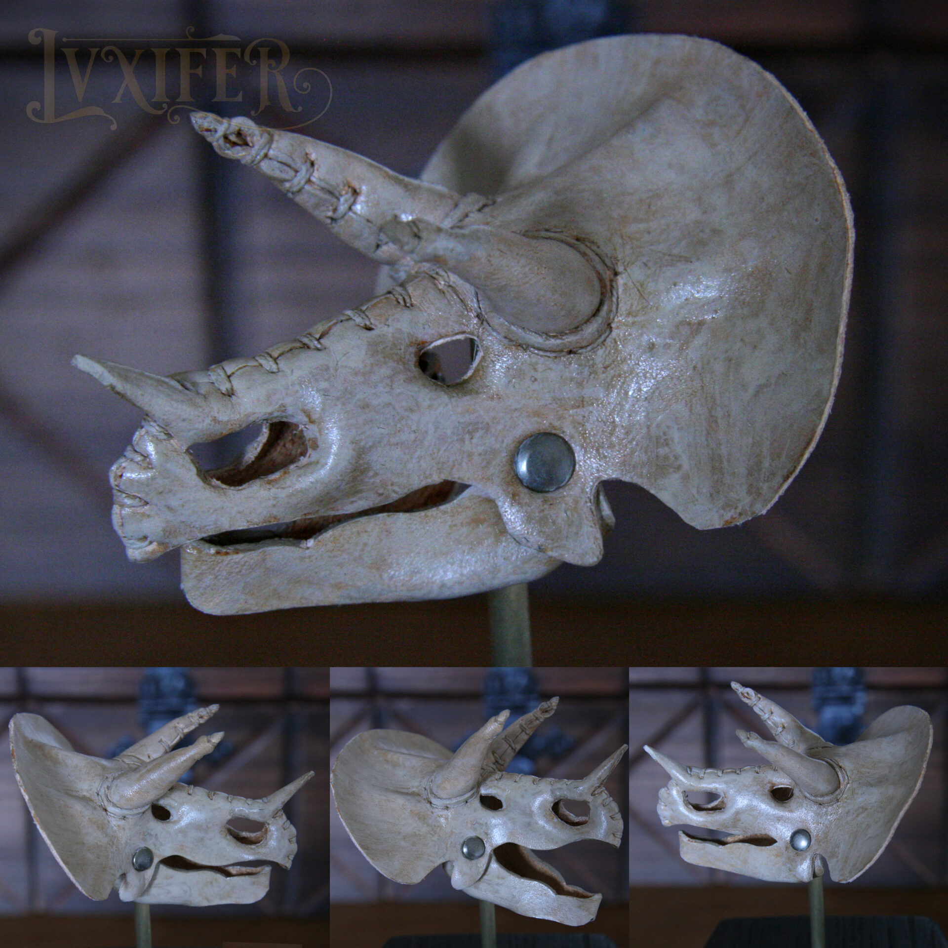 Crânes de triceratops miniatures – Image 5