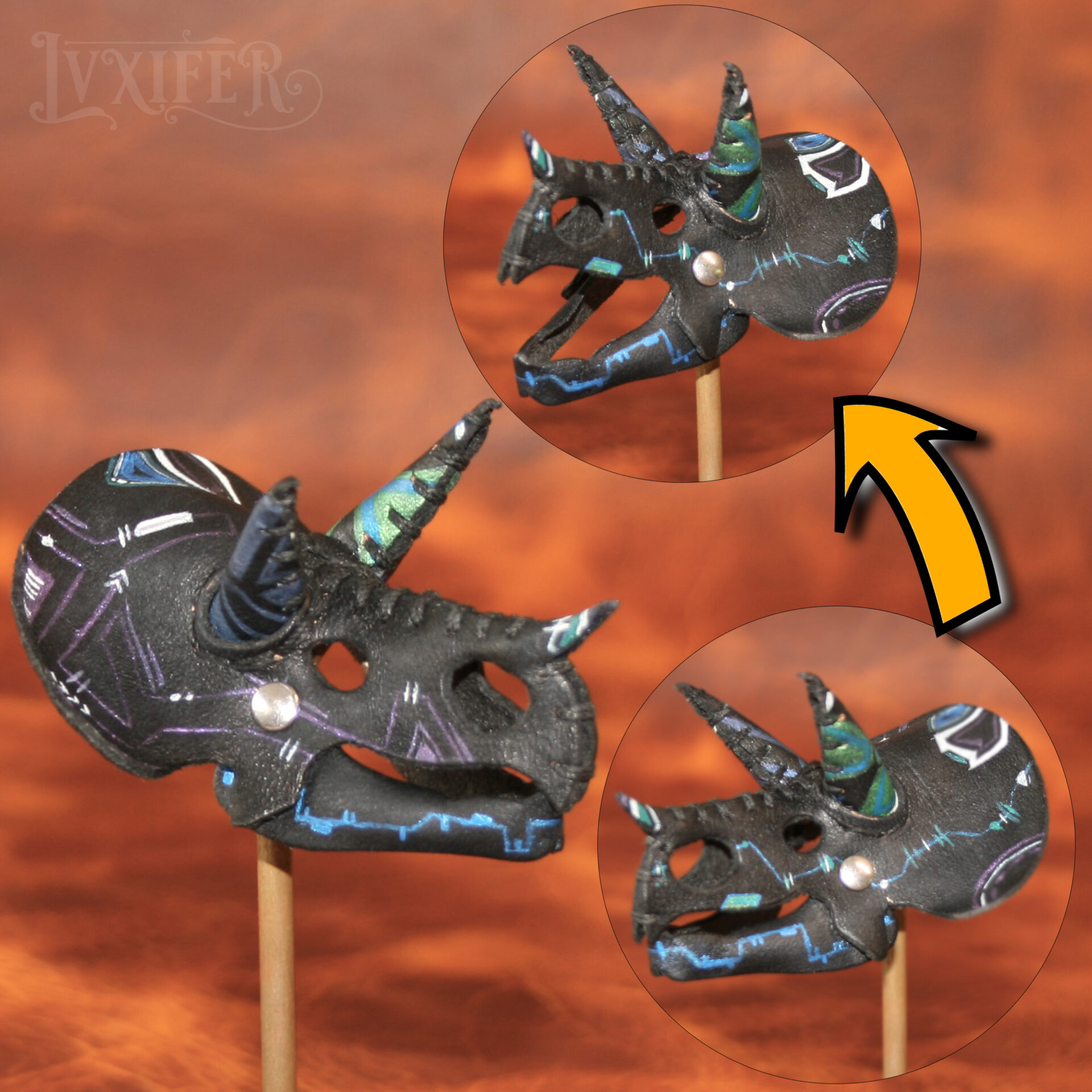Crânes de triceratops miniatures – Image 6