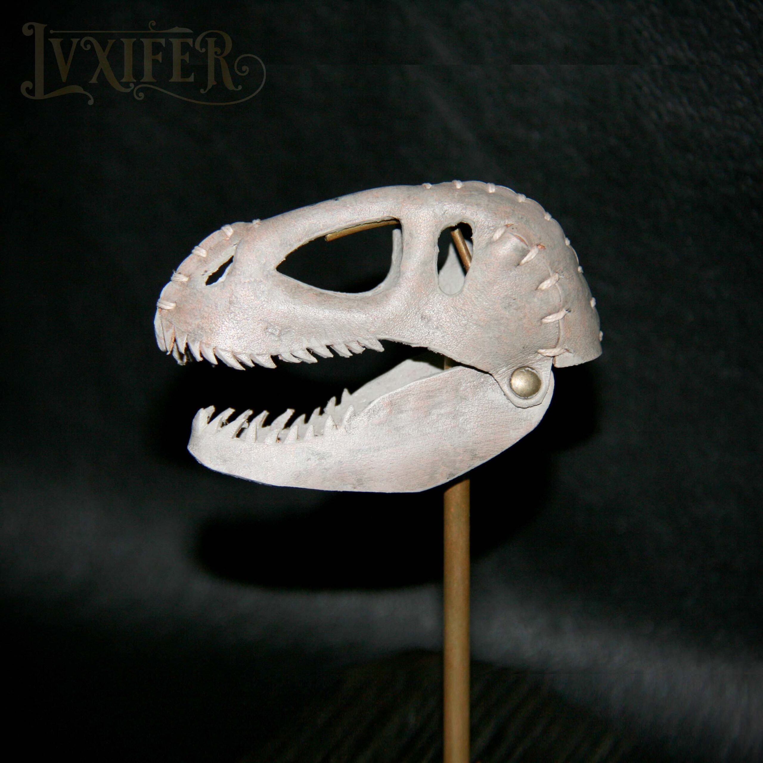 Crânes de t-rex miniatures – Image 4