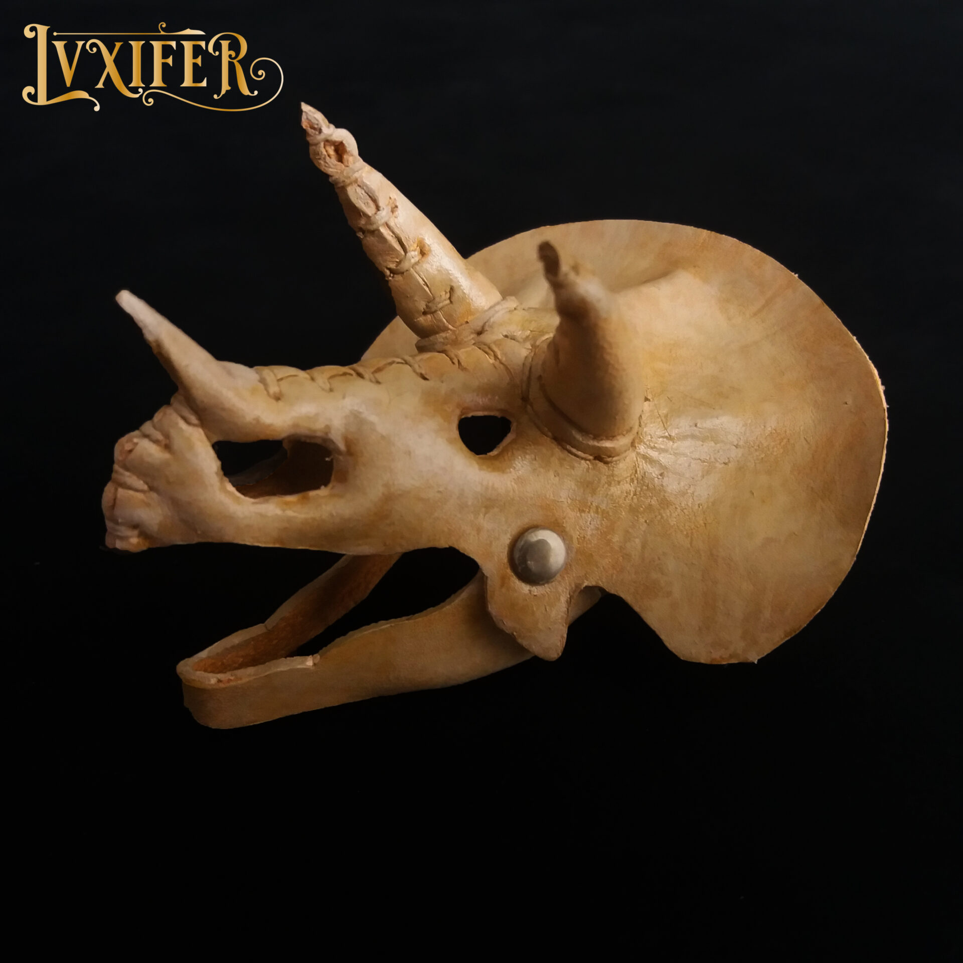 Crânes de triceratops miniatures – Image 4