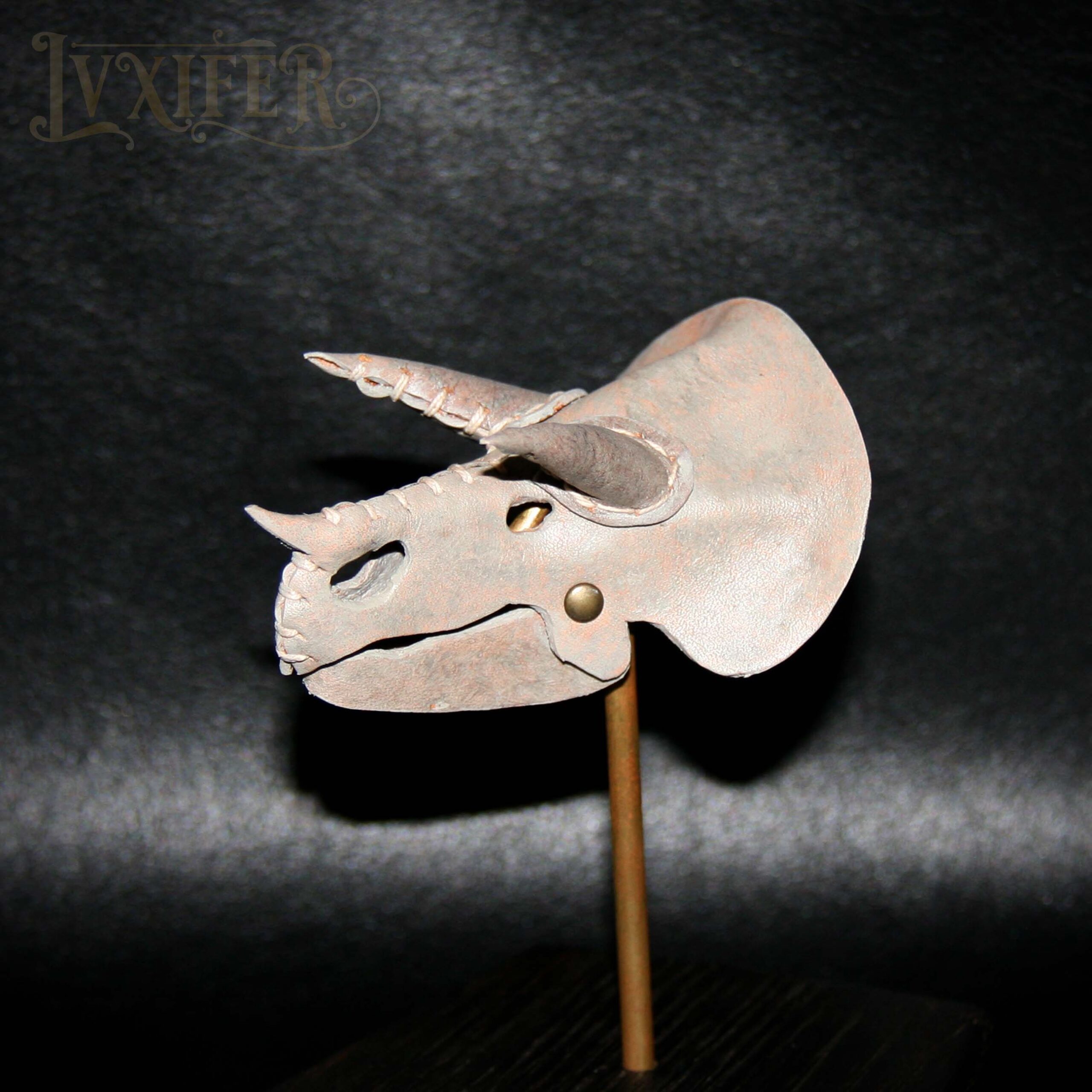 Crânes de triceratops miniatures